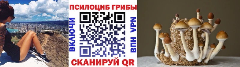 Галлюциногенные грибы Psilocybe  Жуков 